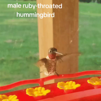 🐦Bircana Window Hummingbird Feeders